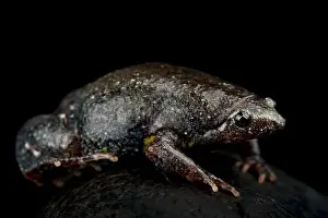 Terrestrial Prints: Northeastern Oval Frog (Elachistocleis surinamensis)