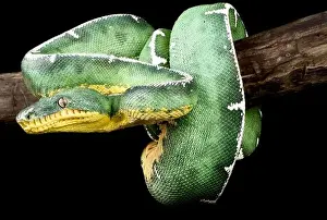 Heat Pits Prints: Northern Amazonian green tree boa (Corallus batesi)