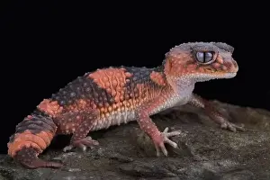 Nephrurus Prints: Northern banded rough knob-tailed gecko (Nephrurus wheeleri cinctus)