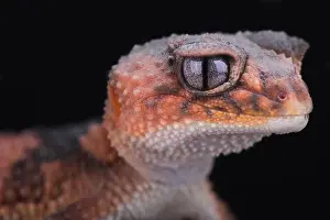 Nephrurus Prints: Northern banded rough knob-tailed gecko (Nephrurus wheeleri cinctus)