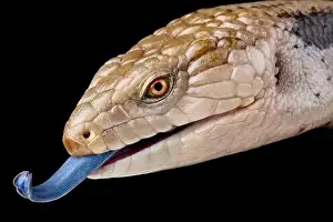 Northern Bluetongue (Tiliqua scincoides intermedia)
