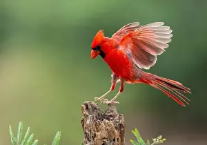Courtship Prints: Northern Cardinal (Cardinalis cardinalis)