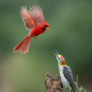 Courtship Prints: Northern Cardinal (Cardinalis cardinalis)