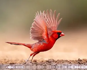 Courtship Prints: Northern Cardinal (Cardinalis cardinalis)