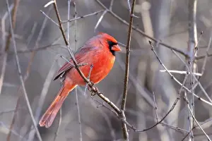 Finch Prints: northern cardinal (Cardinalis cardinalis)