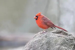 Finch Prints: northern cardinal (Cardinalis cardinalis)