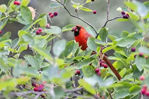 Cattails Prints: northern cardinal (Cardinalis cardinalis) eating juneberry