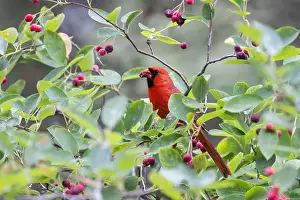 Cattails Prints: northern cardinal (Cardinalis cardinalis) eating juneberry