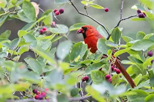 Cattails Prints: northern cardinal (Cardinalis cardinalis) eating juneberry
