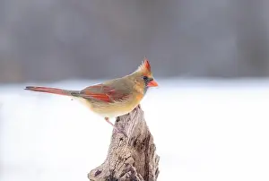 Cardinal Prints: Northern Cardinal - Cardinalis cardinalis female perched on a snow covered branch in winter