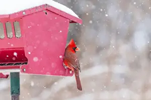 Snowstorm Prints: northern cardinal (Cardinalis cardinalis) in winter storm