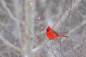 Snowstorm Prints: northern cardinal (Cardinalis cardinalis) in winter storm