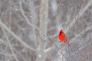 Snowstorm Prints: northern cardinal (Cardinalis cardinalis) in winter storm