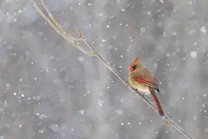 Snowstorm Prints: northern cardinal (Cardinalis cardinalis) in winter storm