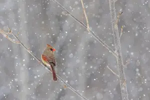 Snowstorm Prints: northern cardinal (Cardinalis cardinalis) in winter storm