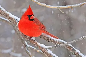 Cardinal Bird Prints: Northern Cardinal male sitting on a snowy tree branch in winter, Quebec, Canada