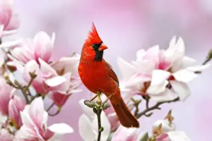 Songbirds Prints: Northern Cardinal Perched in Magnolia Tree Blossoms