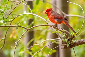 Stems Prints: A Northern Cardinal in Tucson, Arizona