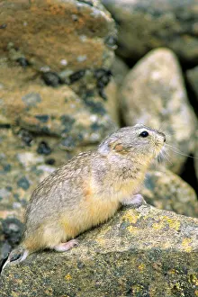 Nunavut Prints: Northern collared lemming (Dicrostonyx groenlandicus)