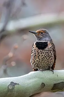 Arboreal Prints: Northern or Common Flicker (Colaptes auratus)