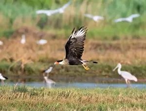 Soaring Prints: Northern crested caracara (Caracara cheriway) flying over tidal marsh Galveston