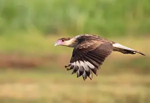 Soaring Prints: Northern crested caracara (Caracara cheriway) flying over tidal marsh Galveston