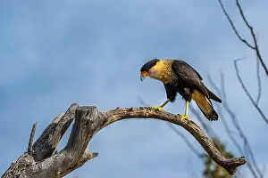 Stems Prints: A Northern Crested Caracara in Tucson, Arizona