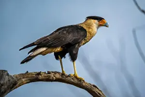 Tucson Prints: A Northern Crested Caracara in Tucson, Arizona