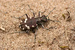 Predatory Prints: Northern Dune Tiger Beetle Cicindela hybrida Taken On Sefton Coast, Merseyside, UK