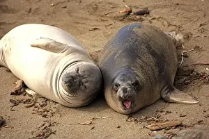 Beachfront Prints: Northern Elephant Seal (Mirounga angustirostris)