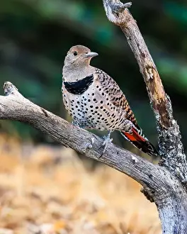 Woodpecker Prints: Northern flicker (Colaptes auratus) perching on a branch showing a calm expression and beautiful plumage