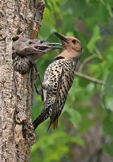 Woodpecker Prints: Northern Flicker family portrait on the green background