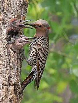 Woodpecker Prints: Northern Flicker family portrait on the green background