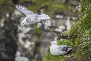 Wooing Prints: Northern fulmar in flight, Fulmarus glacialis