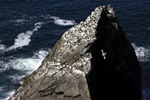 Breeding Grounds Prints: Northern fulmar (Fulmarus glacialis)