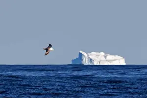 Gliding Prints: A northern fulmar, Fulmarus glacialis