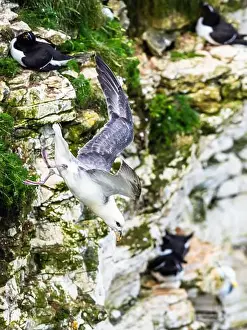 Coastal Life Prints: Northern Fulmar, Fulmarus glacialis