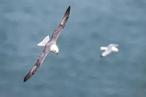 Coastal Life Prints: Northern Fulmar, Fulmarus glacialis