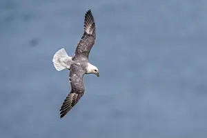 Coastal Life Prints: Northern Fulmar, Fulmarus glacialis