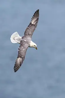 Coastal Life Prints: Northern Fulmar, Fulmarus glacialis