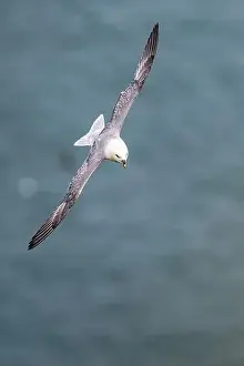 Coastal Life Prints: Northern Fulmar, Fulmarus glacialis
