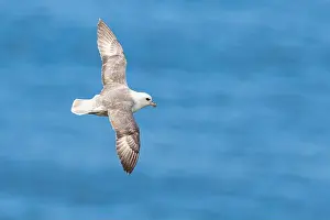 Coastal Life Prints: Northern Fulmar, Fulmarus glacialis