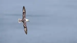 Coastal Life Prints: Northern Fulmar, Fulmarus glacialis