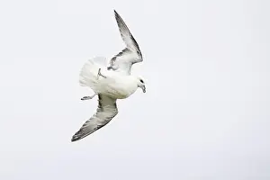 Acrobatics Prints: Northern fulmar (Fulmarus glacialis) in acrobatic flight