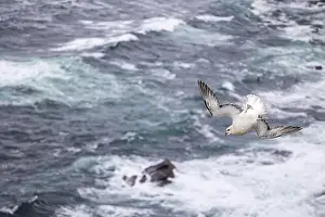 Moves Prints: Northern fulmar (Fulmarus glacialis) in acrobatic flight over moving sea