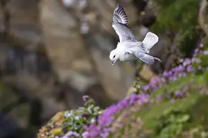 In The Air Prints: Northern fulmar (Fulmarus glacialis) flying over flower-covered grass