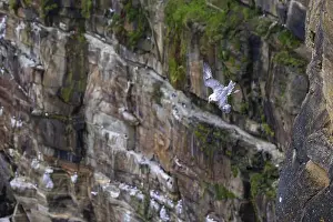 Rock Cliffs Prints: Northern fulmar (Fulmarus glacialis) flying in front of an overgrown rock face