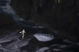 Fulmarus Glacialis Prints: Northern fulmar (Fulmarus glacialis) flying over rocky coastline