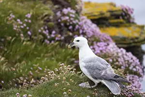 Fulmarus Glacialis Prints: Northern fulmar (Fulmarus glacialis) sitting in front of a flower-covered grass cushion and lichen-covered rock