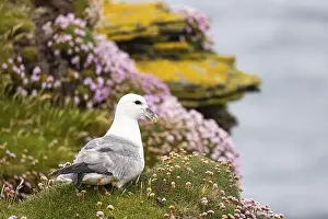 The Rock Prints: Northern fulmar (Fulmarus glacialis) sitting in front of a flower-covered grass cushion and lichen-covered rock